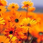 Profile Picture of Lashone Smith (@lashonesmith1) on Pinterest
