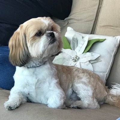 Profile Picture of DMM (@dawn_mchugh2) on Twitter