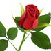 Profile Picture of Tammy Singleton (@tammy.singleton.7334) on Facebook