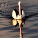 Profile Picture of Neale Maynard (@nealemaynard) on Pinterest
