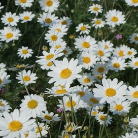 Profile Picture of Amy Petts (@amyp5552) on Pinterest