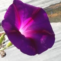 Profile Picture of Valerie Pipoli (@valerie-pipoli) on Quora