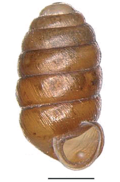 Profile Picture of Pupilla pratensison Wikipedia