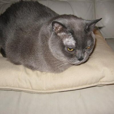 Profile Picture of JOHN L BOWLIN JR (@N2Baseball4Life) on Twitter