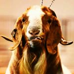 Profile Picture of Joe Reese Row (@joe.r.row) on Instagram