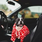 Profile Picture of Andrew Baldini (@Andrew-Baldini) on Facebook