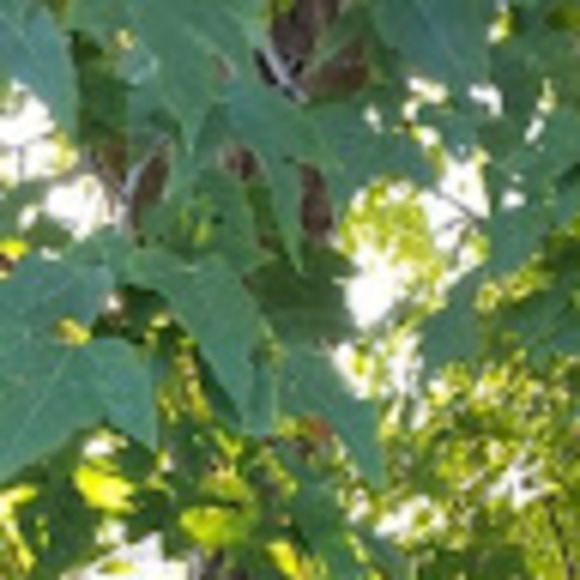 Profile Picture of Krystyne Veira (@krystyneveira) on Poshmark