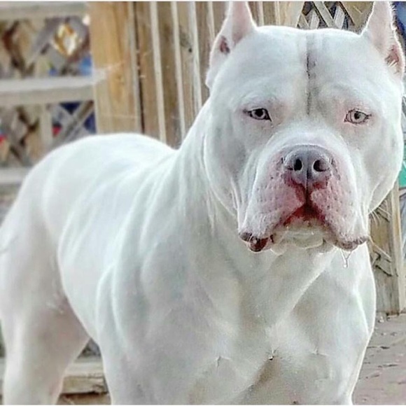 Profile Picture of Jacob Steranka (@jsteranka) on Poshmark