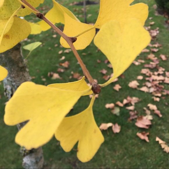 Profile Picture of Kathryn Algozzine (@9liveskat) on Poshmark