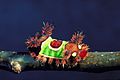 Profile Picture of Saddleback caterpillaron Wikipedia