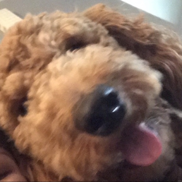 Sara Benish - Poshmark Profile Picture of Sara Benish (@idek433) on Poshmark