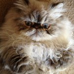 Profile Picture of Allison (@fenderdog) on Instagram