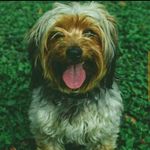 Profile Picture of Daniel Abraham (@danielabraham2813) on Instagram