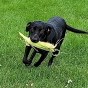 Profile Picture of Joseph Wagner (@josephwagner8624) on Youtube