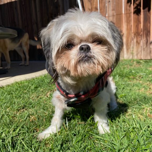 Profile Picture of May Wong (@maymgip) on Poshmark