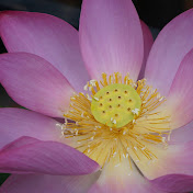 Profile Picture of Suntae Kim (@suntaekim1264) on Youtube