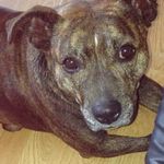 Profile Picture of Carly Gilbert (@my_name_is_mama_c) on Instagram