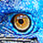 Profile Picture of Joel Rogers (@casuarius81) on Flickr