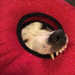 Profile Picture of Joseph Arena (@joejaeretto) on Instagram