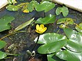 Profile Picture of Nuphar japonicaon Wikipedia