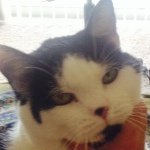 Profile Picture of Curry Kitty (@intimatemomentswithcurry) on Instagram