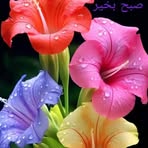 Profile Picture of Farida Alavi (@Farida-Alavi) on Facebook
