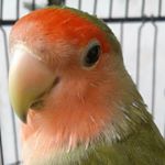 Profile Picture of Richardbramantyo Oo (@richardbramantyo) on Instagram