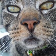 Profile Picture of Bob Glenn 🌈 🐾& Jack (@bobthecat2016) on Twitter