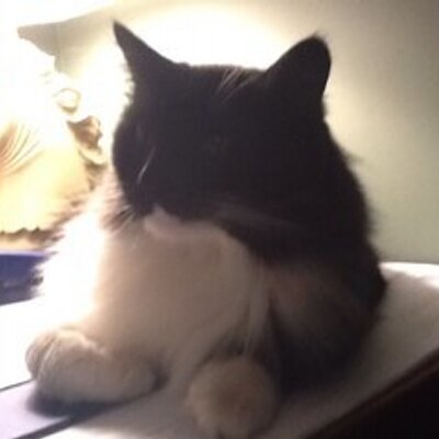Profile Picture of Tracie Richardson (@blackcatfarm1) on Twitter