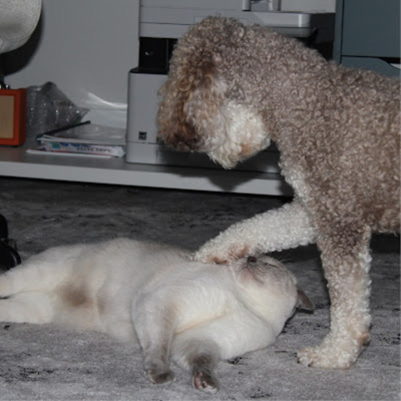 Profile Picture of Vera Caltagirone (@veracaltag) on Poshmark