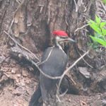 Profile Picture of Gordon R Priestley (@fourracin) on Instagram