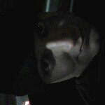 Profile Picture of Matthew Paul Melamed (@melamed20) on Instagram