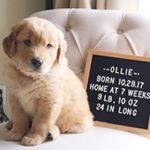 Profile Picture of Thomas E. Arline (@thomas_super_golden_retriever) on Instagram