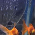 Profile Picture of Адам Борщ (@otdam_borsh) on Instagram