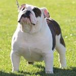 Profile Picture of jose Navarro (Fancy Bulldogs) (@fancybulldogs) on Instagram