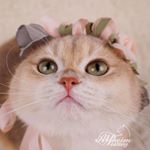 Profile Picture of XiaoYang Liu (@alfheim_cattery) on Instagram