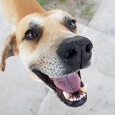 Profile Picture of El Perro Peter (@RoceJor) on Twitter