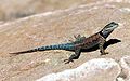 Profile Picture of Sceloporus jarroviion Wikipedia