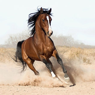 Profile Picture of Horse ebookson Wikipedia