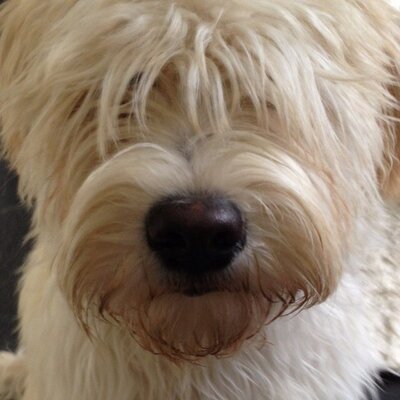 Profile Picture of Richard Cartwright (@_cartwrights) on Twitter