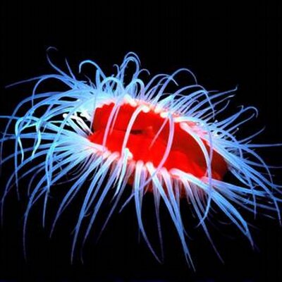 Profile Picture of Robert Gladden Sr. (@Supershutter) on Twitter