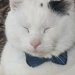 Profile Picture of Sir. Dash Coble (@fatcatdashcam) on Instagram