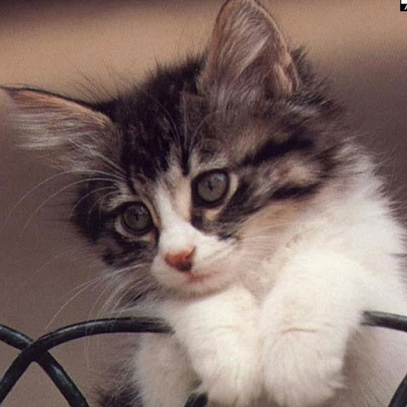 Profile Picture of Zaineb Abbadi (@zainebabbadi) on Poshmark