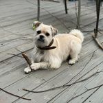 Profile Picture of Jose Bracamontes (@chuytheschnug) on Instagram