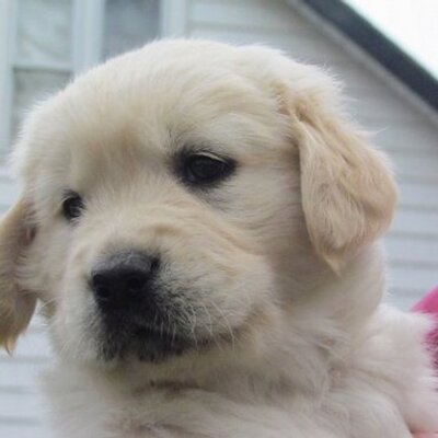 Profile Picture of Tyler Gillis (@BMSJasper) on Twitter