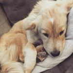 Profile Picture of Holly Chow Sampson (@the_chow_dog) on Instagram