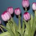 Profile Picture of Marilyn Zielinski (@marilynlz) on Pinterest