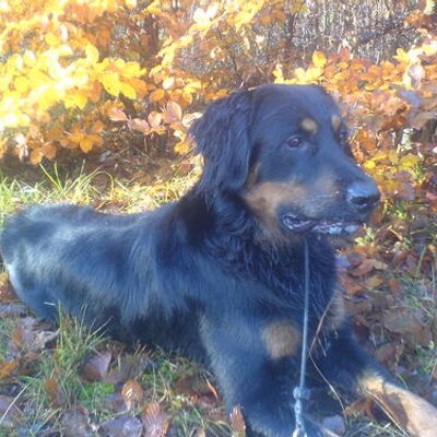 Profile Picture of Lisa Eliasson (@LisaVictoriaE) on Twitter