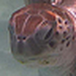 Profile Picture of Anne Harper (@watertiger95) on Flickr