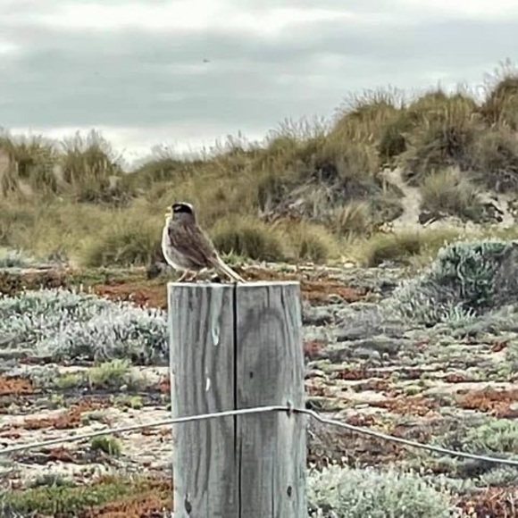 Profile Picture of Sharon Mogull (@smennie2) on Poshmark